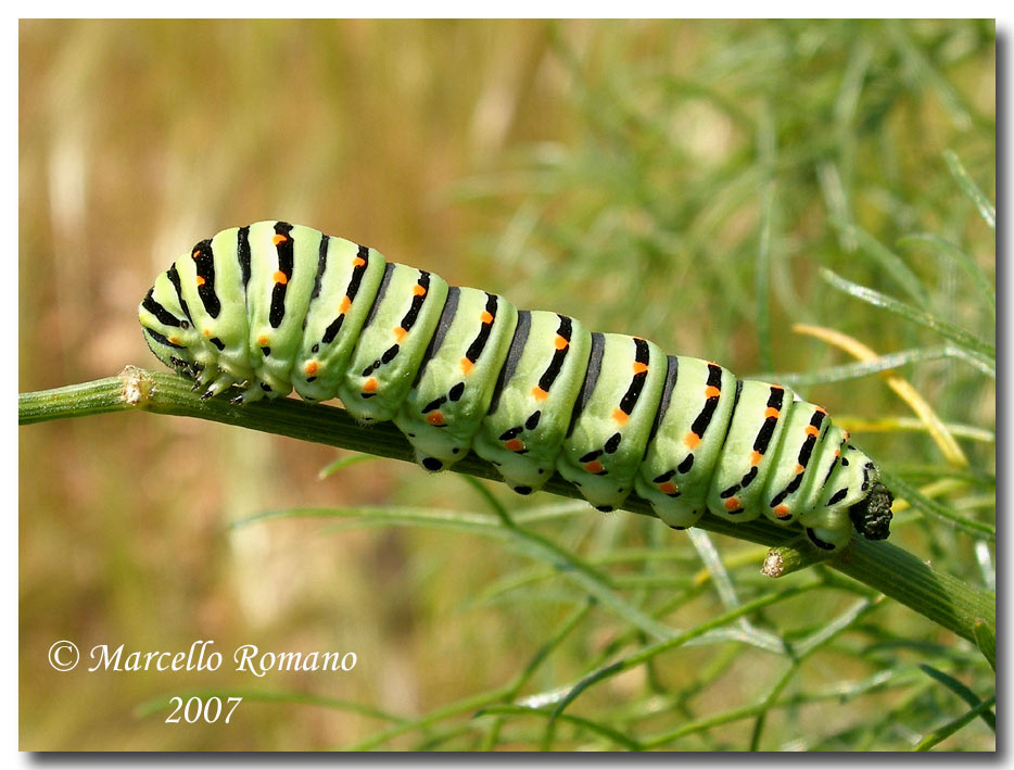 Strategie di difesa: osmeterium del bruco di Papilio machaon